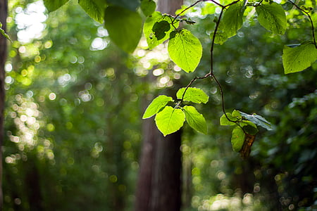 Les, větev, léto, Buk lesní, listoví, strom, list