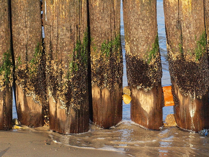 groynes, pobrežie, Baltského mora, vlnolam, zanášanie, zarastené, drevené stĺpiky