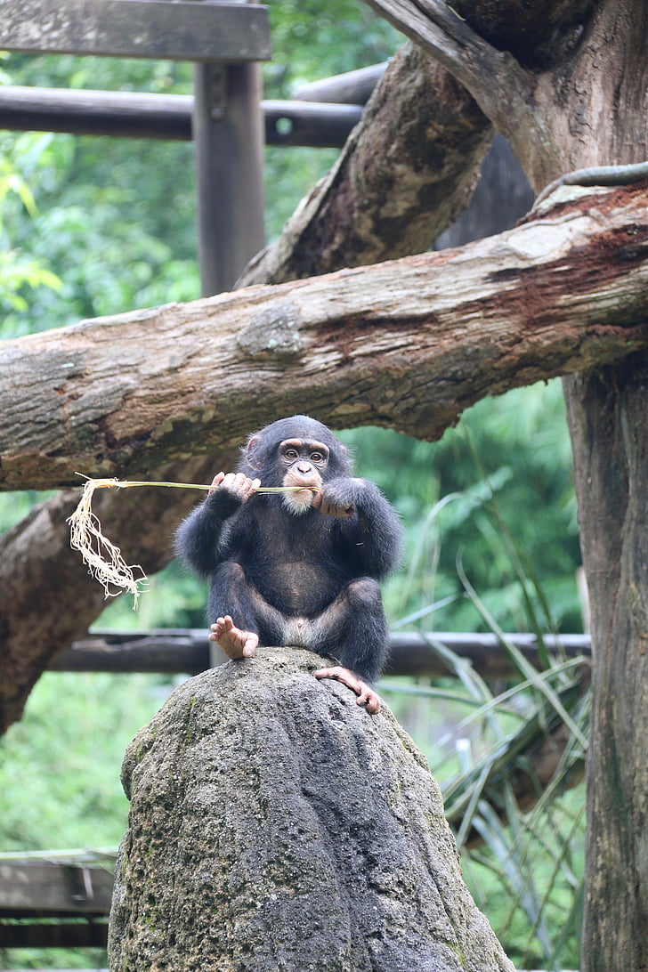 チンパンジー, かわいい, 猿, 動物, サル, 哺乳動物, 野生動物
