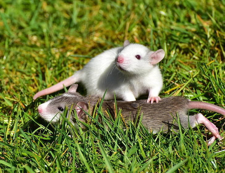 con chuột, chuột con, khó khăn, Dễ thương, nager, Ngọt ngào, em bé