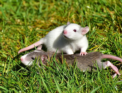 szczur, szczur niemowląt, potrzebujących, ładny, nager, słodkie, dziecko