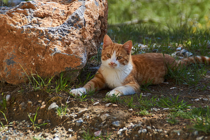 赤猫, 茶色の猫, 日当たりの良い, 猫と石
