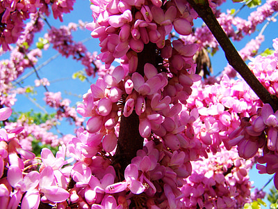 개 화기의 관목, 봄, 핑크 꽃