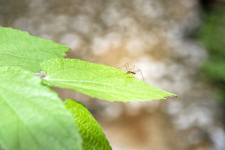 mosquito, samców komarów, Spodnie komara, Jesienne liście
