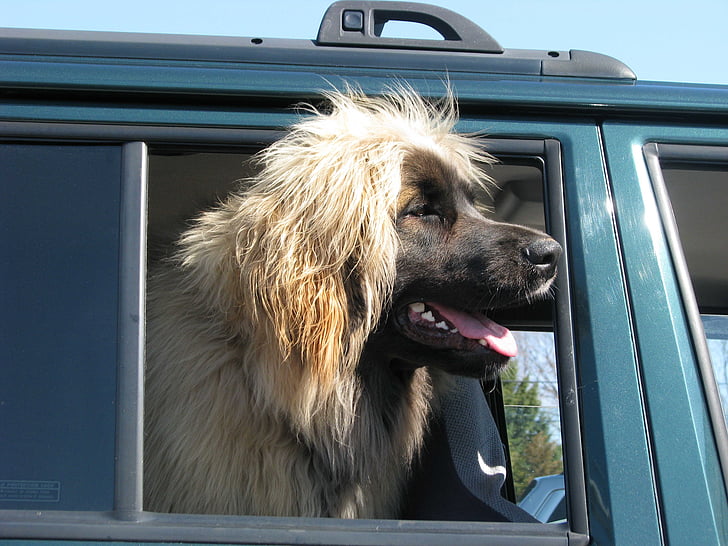 perro doméstico, Canis familiaris, Leonberger, Tamworth, Ontario, Canadá