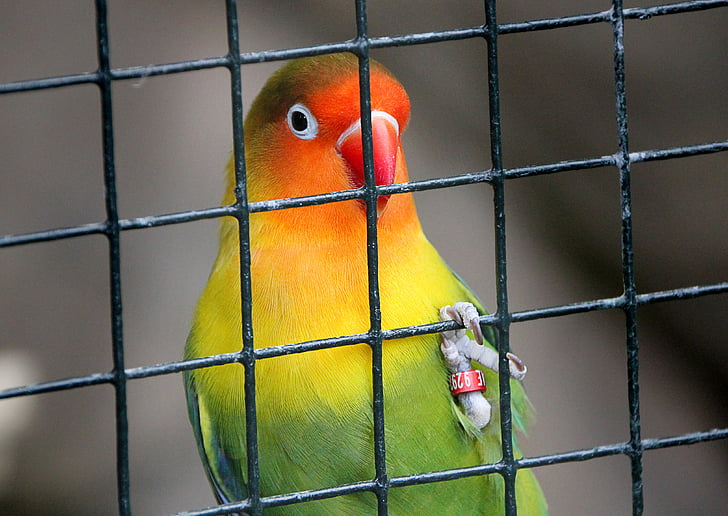 клетка, птица, в затвора, затвор, мрежа, папагал, Зоологическа градина
