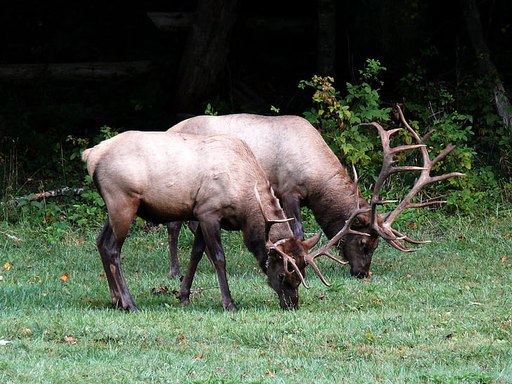 Elk, satwa liar, hutan, Amerika Utara, Makan, Laki-laki, merumput