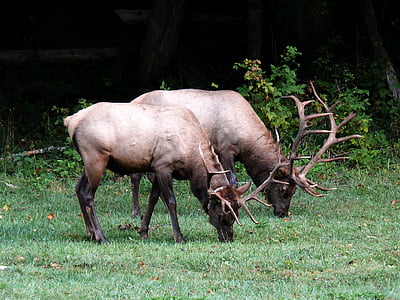 Elk, faunei sălbatice, pădure, america de Nord, hrănire, masculi, păşunat