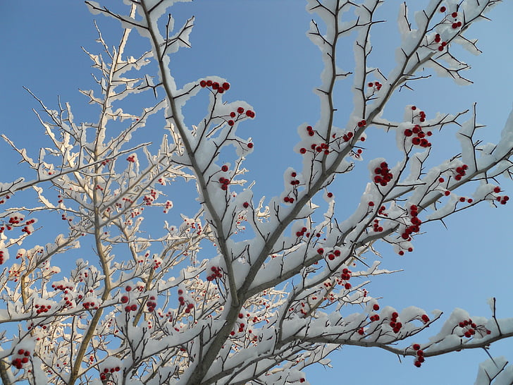hawthorne tree, red berries, snow, hawthorn, tree, branch, berry