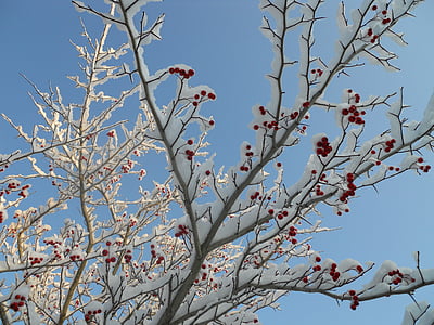 ต้นทุน, ผลเบอร์รี่สีแดง, หิมะ, ฮอว์ธอร์น, ต้นไม้, สาขา, เบอร์รี่