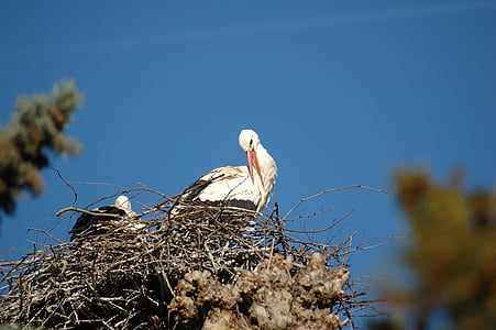 stork, nest, bird, animal Nest, wildlife, nature, animal
