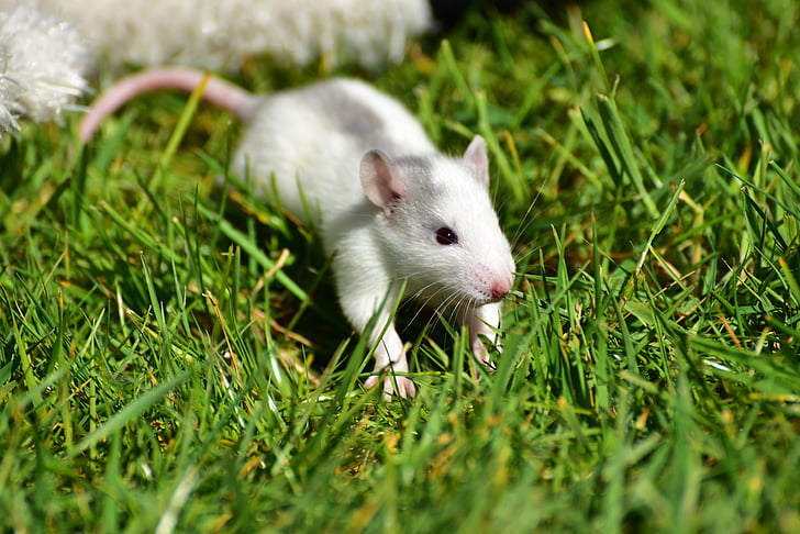 ratto, bambino, ratti del bambino, grigio-bianco, piccolo, carina, dolce