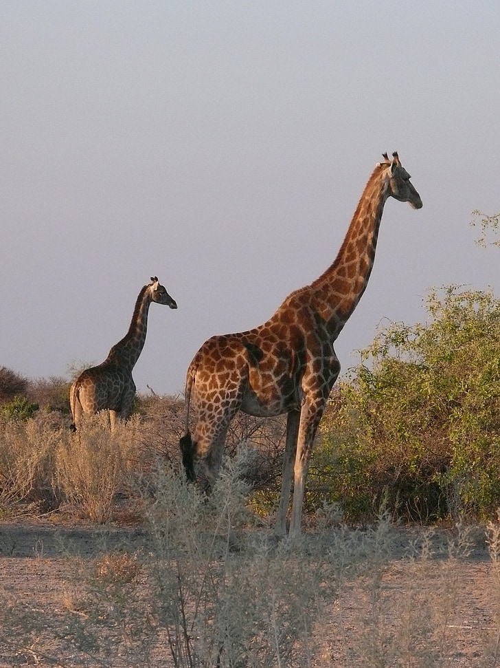 giraffer, dyr, afrikanske, pattedyr, Planteæder, Safari, Wildlife