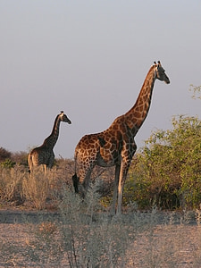 giraffen, dieren, Afrikaanse, zoogdier, herbivoor, Safari, dieren in het wild