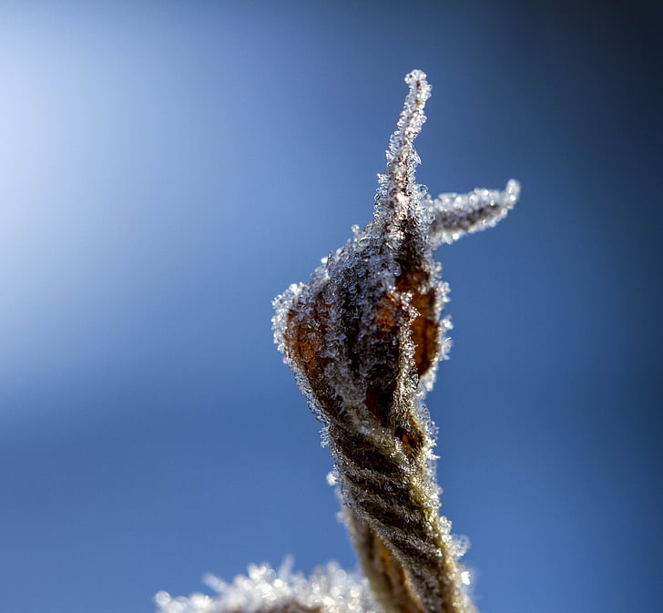 finger, leaf, hoarfrost, attention, winter, frost
