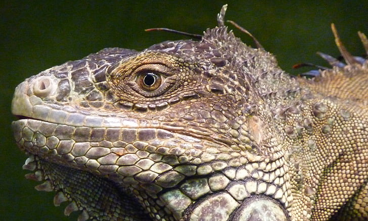 Iguana verda, rèptil, llangardaix, perfil, cara, animal, valent