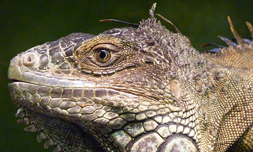 Iguana, reptil, ödla, profil, ansikte, djur, Söt