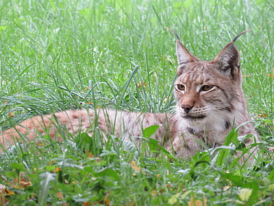Lynx, Příroda, zvíře, masožravec, predátor, kočkovitá šelma, Fauna