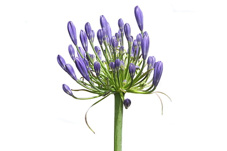 Agapanthus, Agapanthus africanus, Blüte, Bloom, Liebe Blume, Blume, Lilie