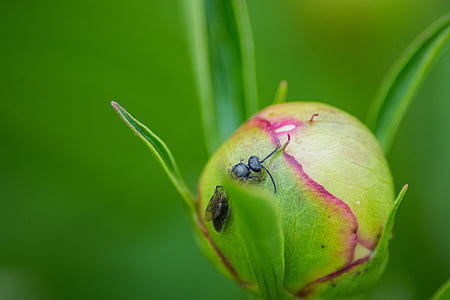 makronaredbe, mrav, priroda, kukac, biljni i životinjski svijet, kukac, zelena
