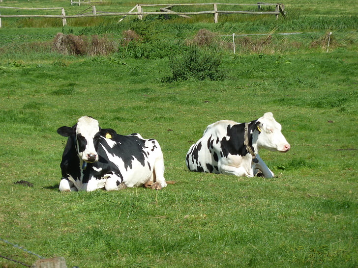 vacas, del pasto, preocupaciones, carne de res, ganado, animales
