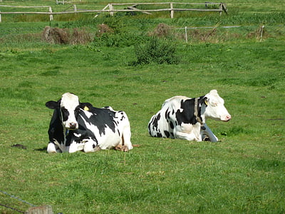 koeien, grasland, bezorgdheid, rundvlees, vee, dieren