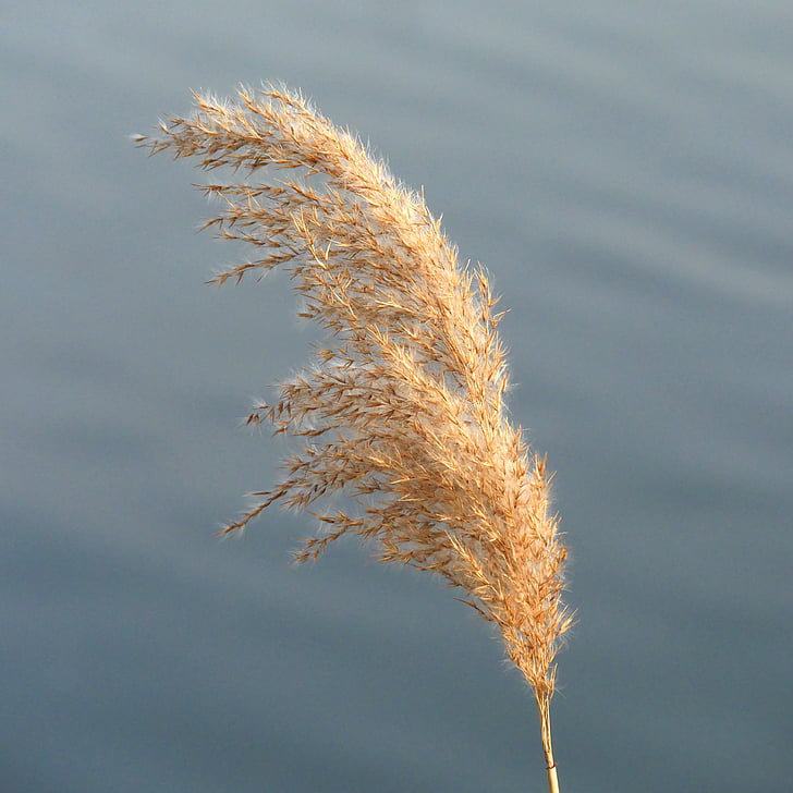 Reed, Rush, panícula, Río, planta, naturaleza, Lago