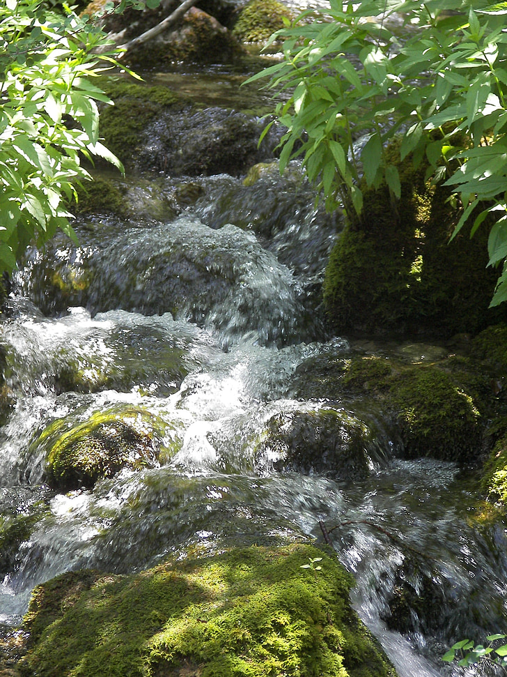 eau, rivière, nature, paysage, Forest, environnement, été