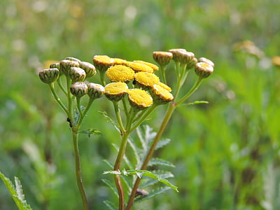 flower, meadow, nature, yellow, czech republic, yellow flower, tansy