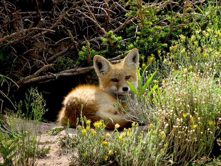 red fox, Дикая природа, Природа, молодой, Хищник, Vulpes vulpes, пустыне