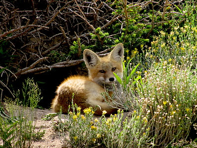 red fox, wildlife, nature, young, predator, vulpes vulpes, wilderness