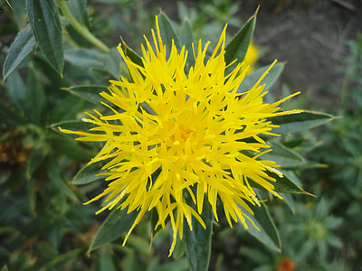 carthame, fleur, safran, jaune, plante, Carthamus tinctorius, fleur d’oranger