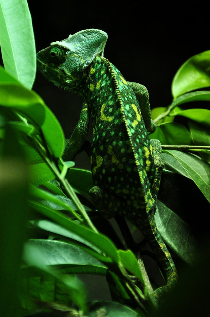 chameleon, reptile, animal, green, insect eater, color
