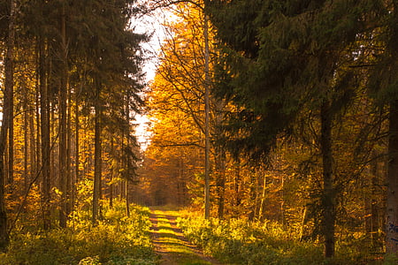 autumn, forest, leaves, sun, back light, trees, nature