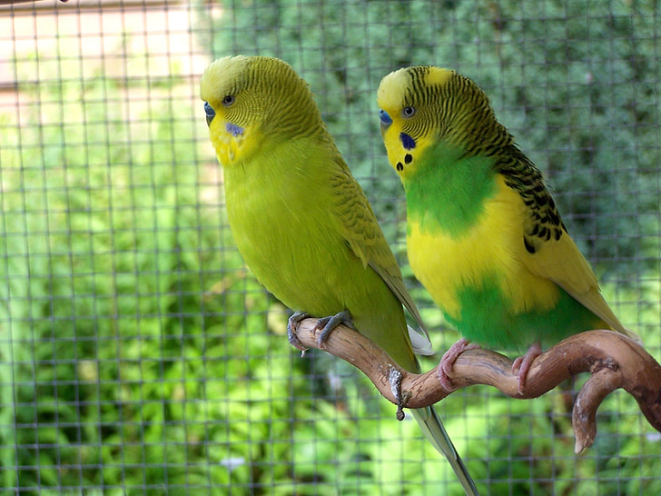 chim, budgerigars, cùng nhau, thế giới động vật, parakeets, vật nuôi