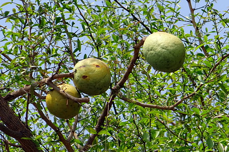 Aegle marmelos, pomme de bois, Bael, coing du Bengale, pomme d’or, Pierre apple, fruits