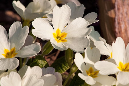 Prvosenky jarní, Primula vulgaris hybridní, bílá, Rod, Petrklíč, Petrklíč odrůdy, květiny