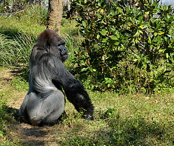 silver back, gorilla, ape, primate, wildlife, mammal, animal