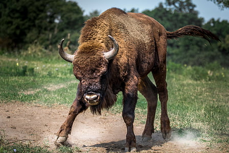 Bison européen, Bison, animal, grande, sauvage, colère, Bull