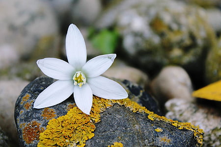 άνθος, άνθιση, blueme, λευκό, φόντο, λευκό λουλούδι, φύση