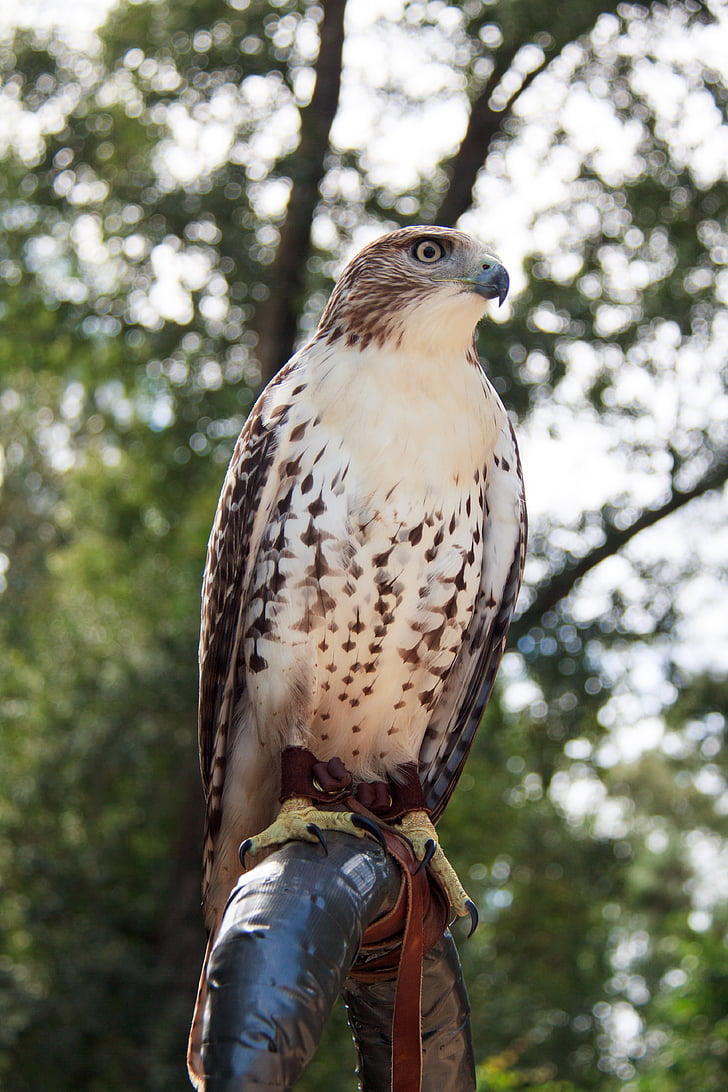 Hawk, red - tailed hawk, pasăre, păsări răpitoare, animale, aviare, în aer liber
