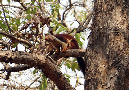 Malabar giant squirrel, Ratufa indica, Tupai raksasa India, satwa liar, hewan, Tupai, Karnataka