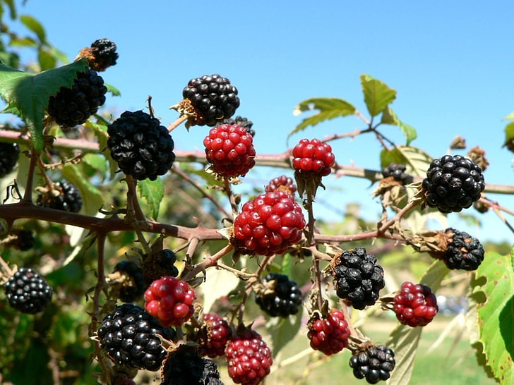 Mulberry, Berry, ovocie, strom, listy, jedlo, sladký