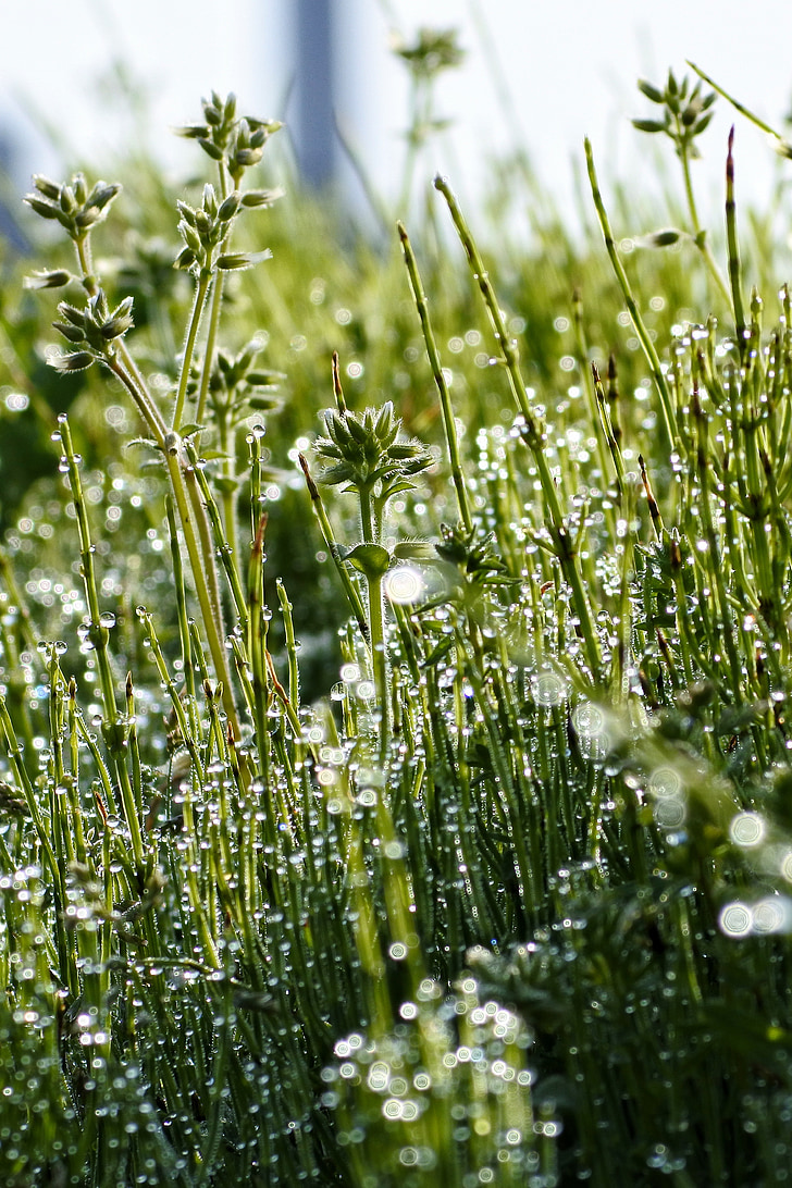 natural, landscape, plant, grass, morning, the morning dew, water