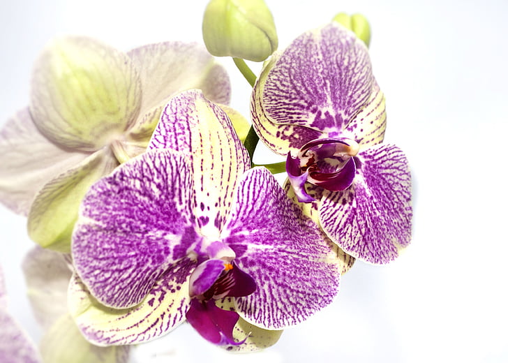 Orhideja, Phalaenopsis, dzeltena, Violeta, daba, Flora, zieds