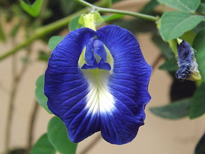 Butterfly zirņi, puķe, clitoria ternatea, zila, Āzija
