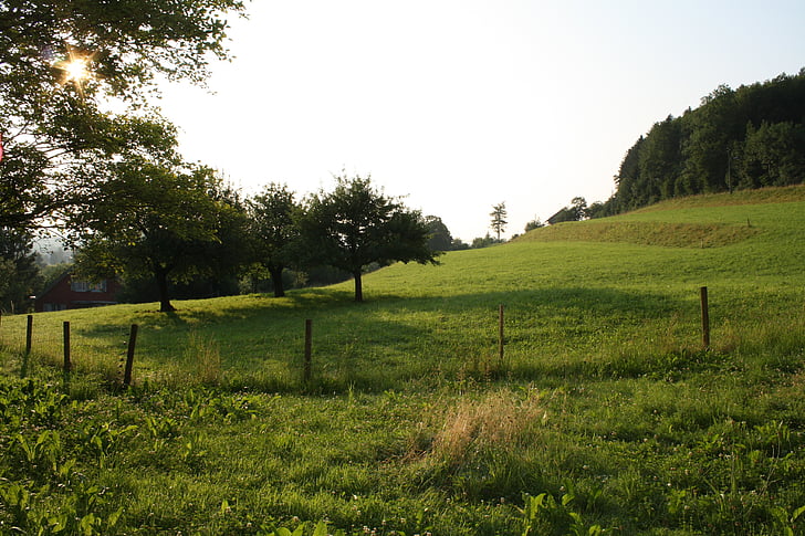 slunce, ráno, pastviny