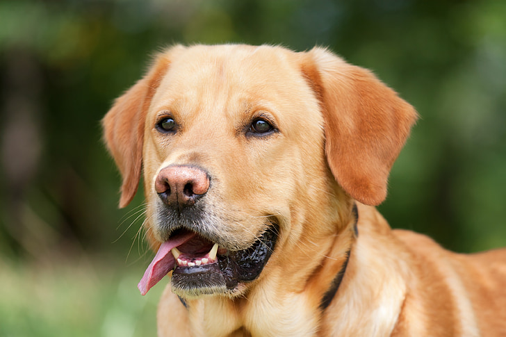 kutya, Labrador, világosbarna, hundeportrait, ki, kutya fejét, természet
