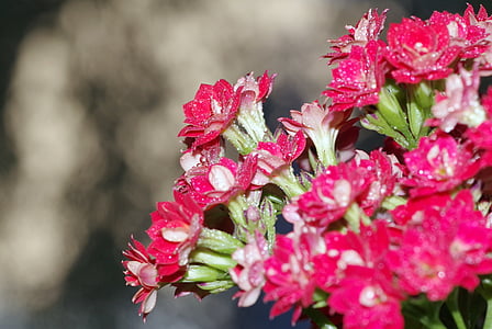 flowers, posy, karmazynowe, red, minor, macro, the background
