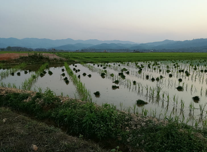 Laos, ris, jordbruk, Paddy, landskap, Asia, landsbygdens